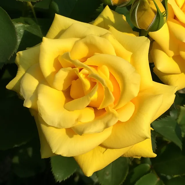 Голд Медал кава